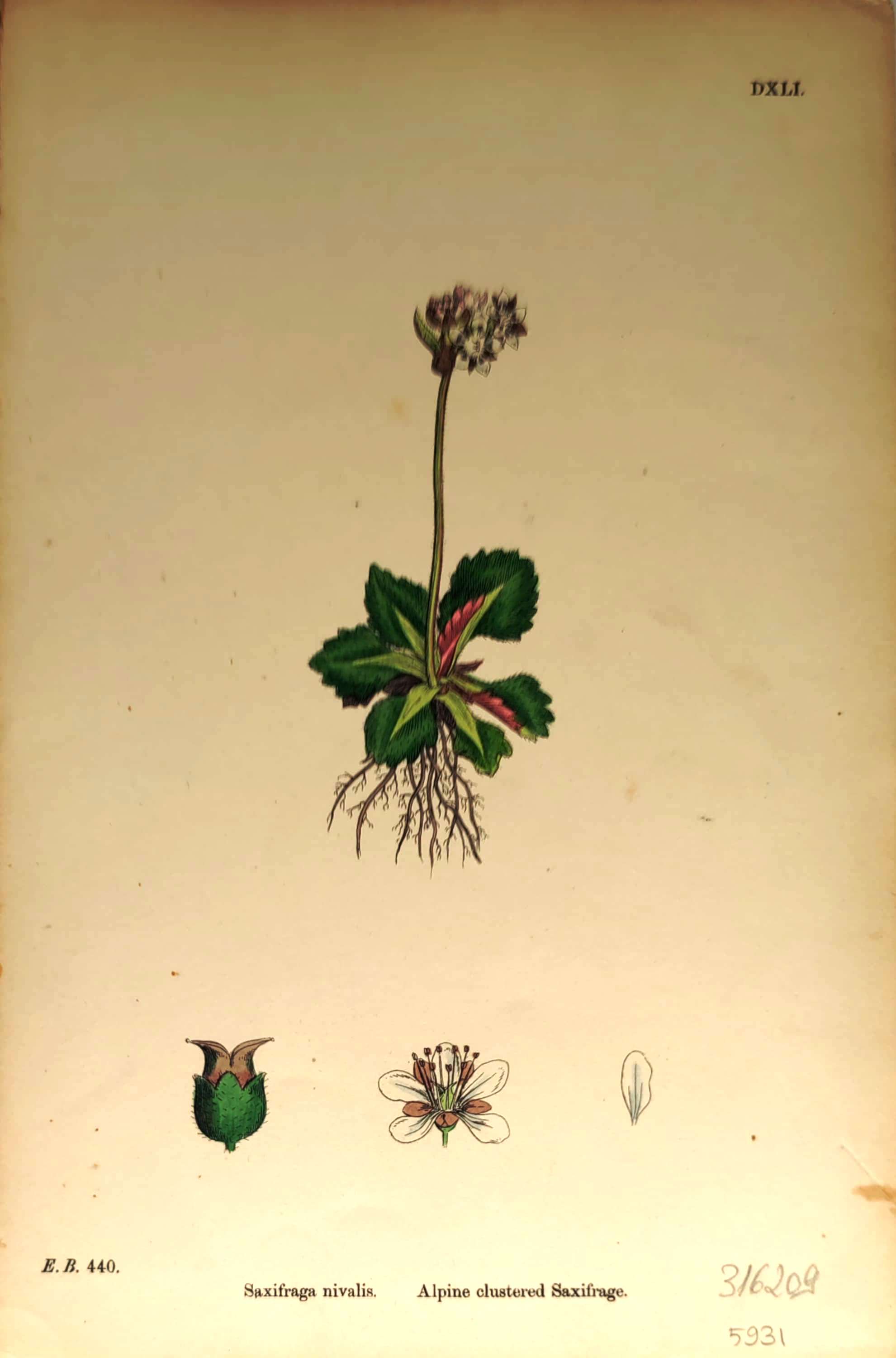 Bitkiler%20440%20-%20Saxifraga%20nivalis.%20Alpine%20clustered%20Saxifrage,%201866%20tarihli%20orijinal%20gravür