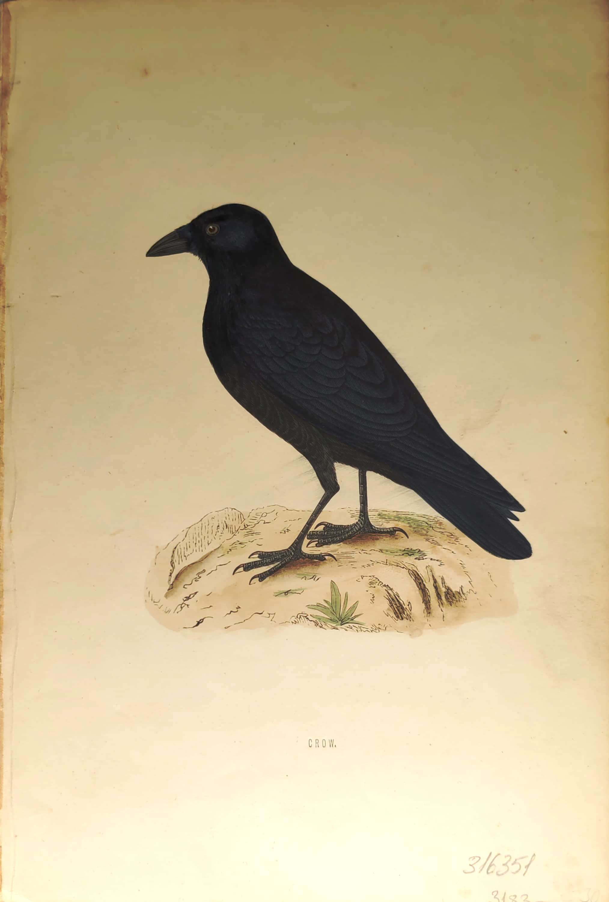 Kuşlar%20-%20%20Crow,%201870%20tarihli%20orijinal%20gravür