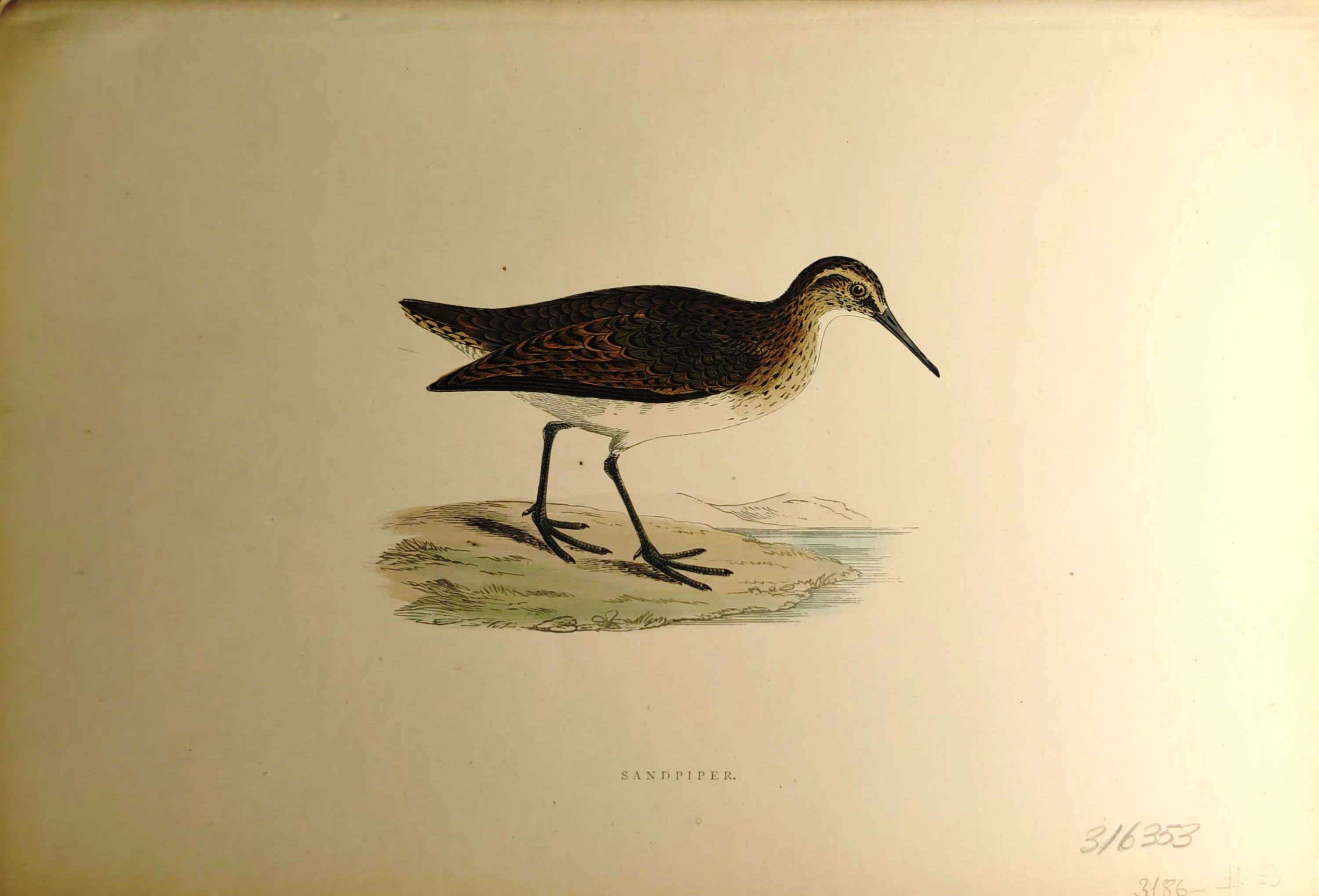 Kuşlar%20-%20%20Sandpiper,%201870%20tarihli%20orijinal%20gravür