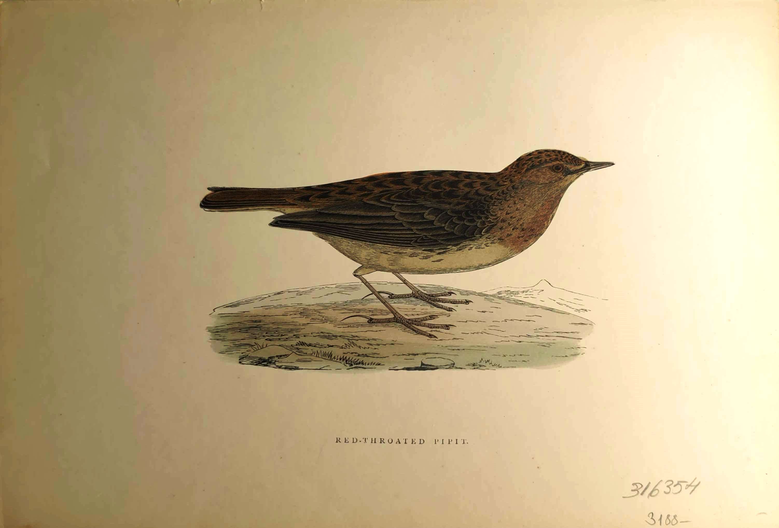 Kuşlar%20-%20%20Red%20-%20Throated%20Pipit,%201870%20tarihli%20orijinal%20gravür