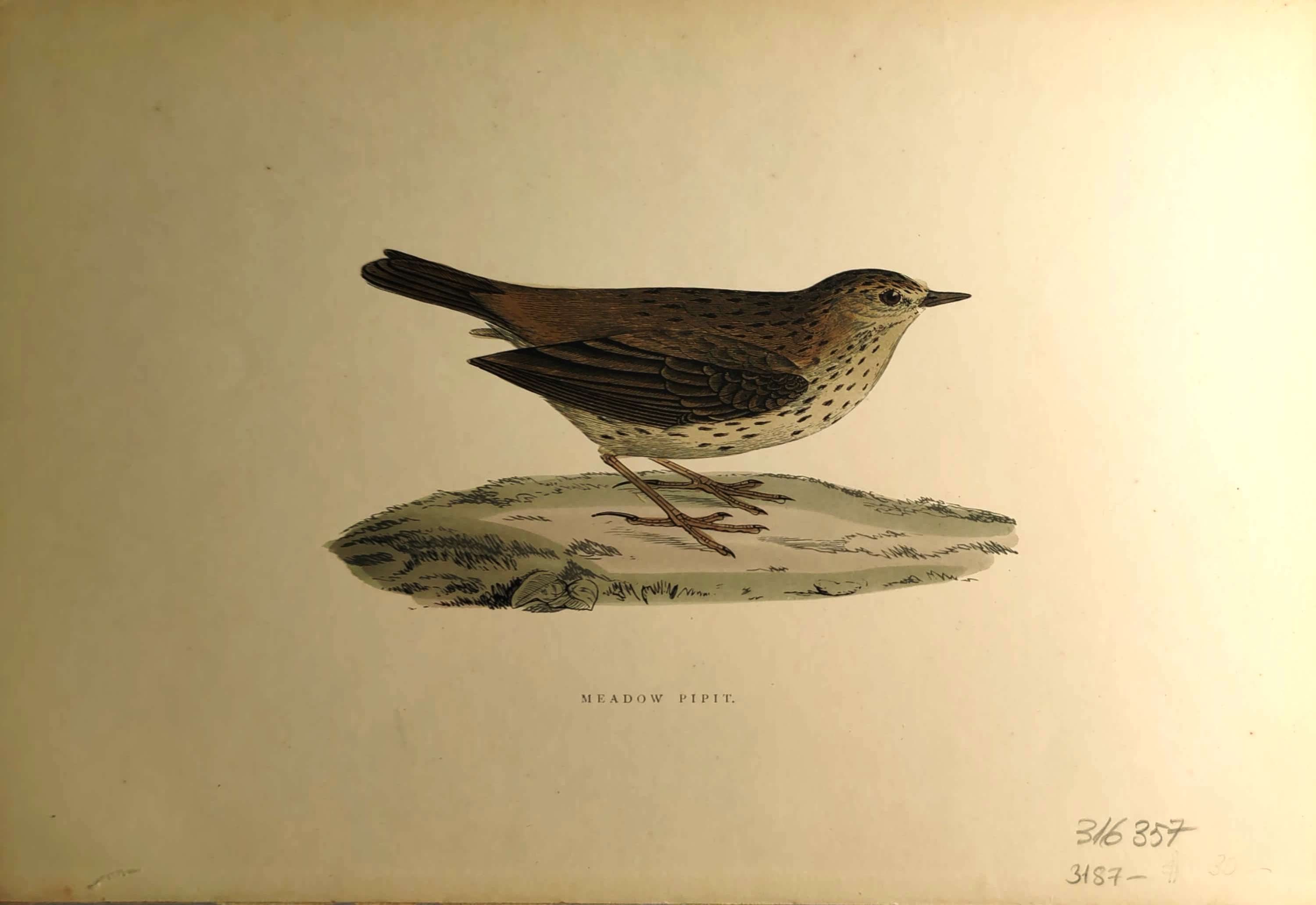 Kuşlar%20-%20%20Meadow%20Pipit,%201870%20tarihli%20orijinal%20gravür