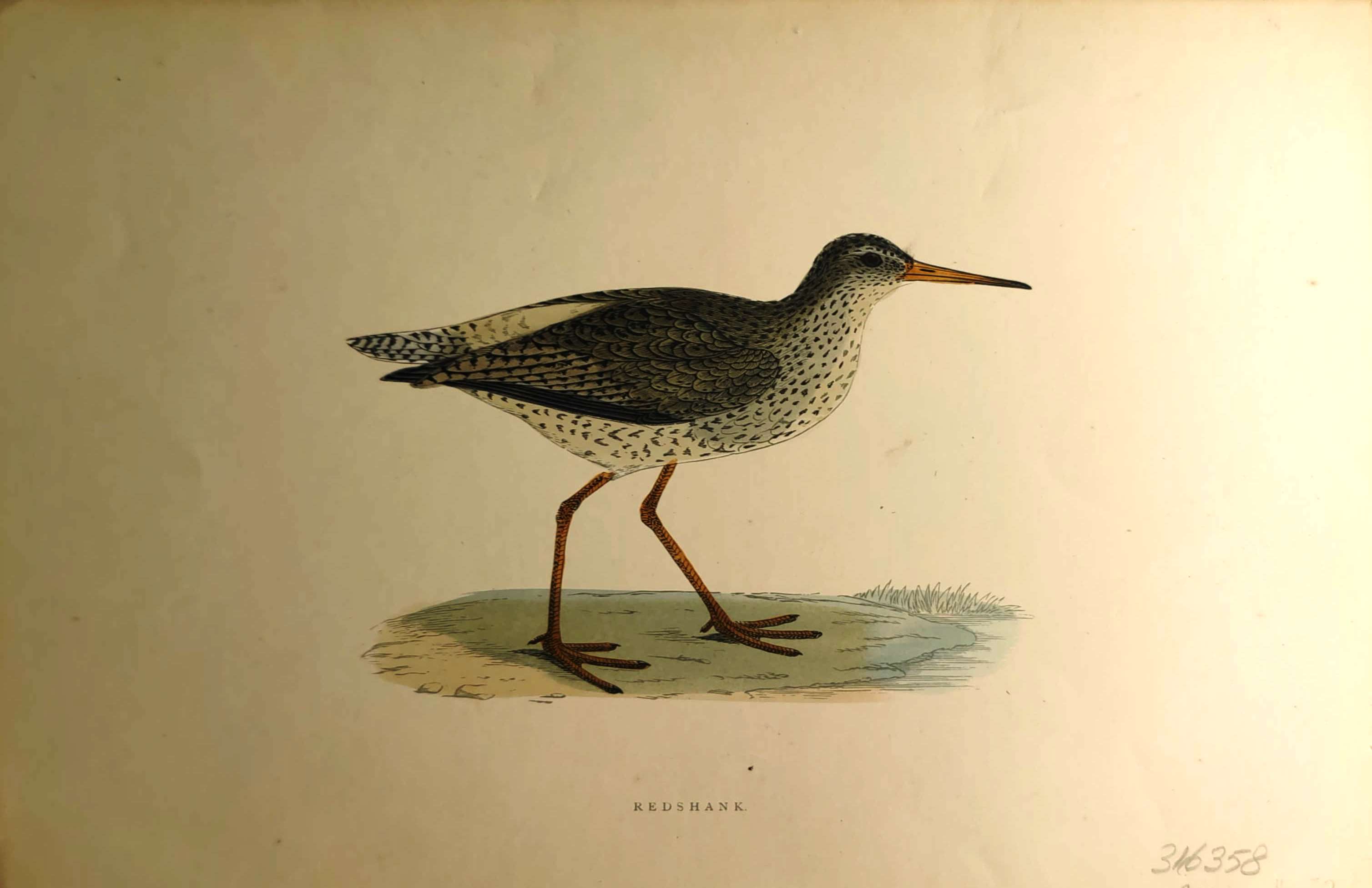 Kuşlar%20-%20%20Redshank,%201870%20tarihli%20orijinal%20gravür