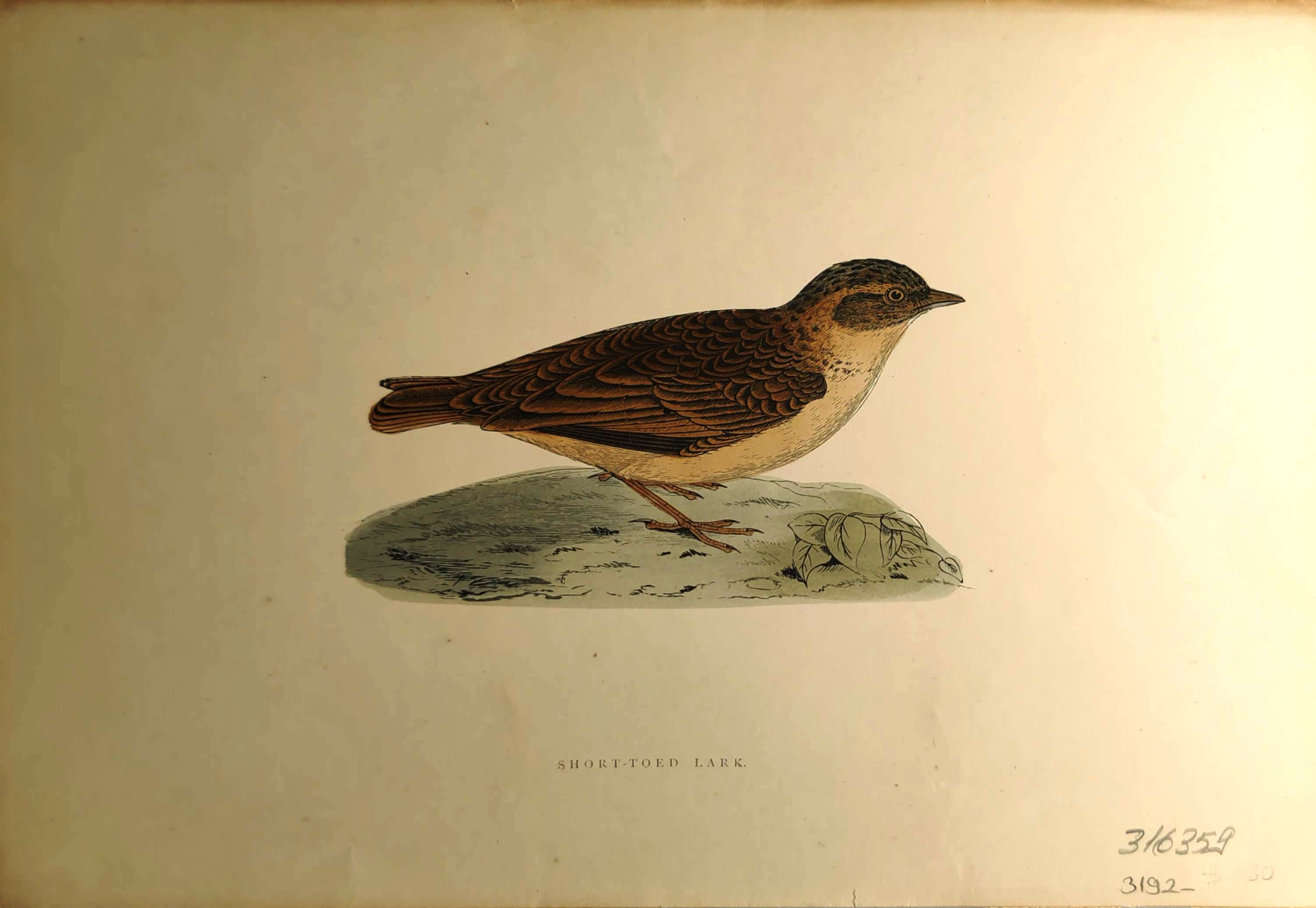 Kuşlar%20-%20%20Short%20-%20Toed%20Lark,%201870%20tarihli%20orijinal%20gravür