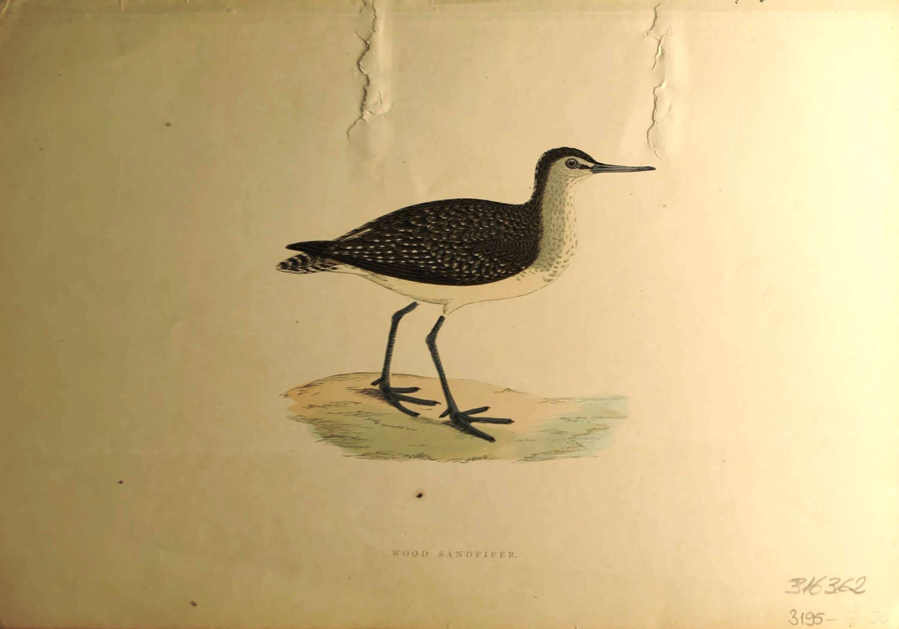 Kuşlar%20-%20%20Wood%20Sandpiper,%201870%20tarihli%20orijinal%20gravür