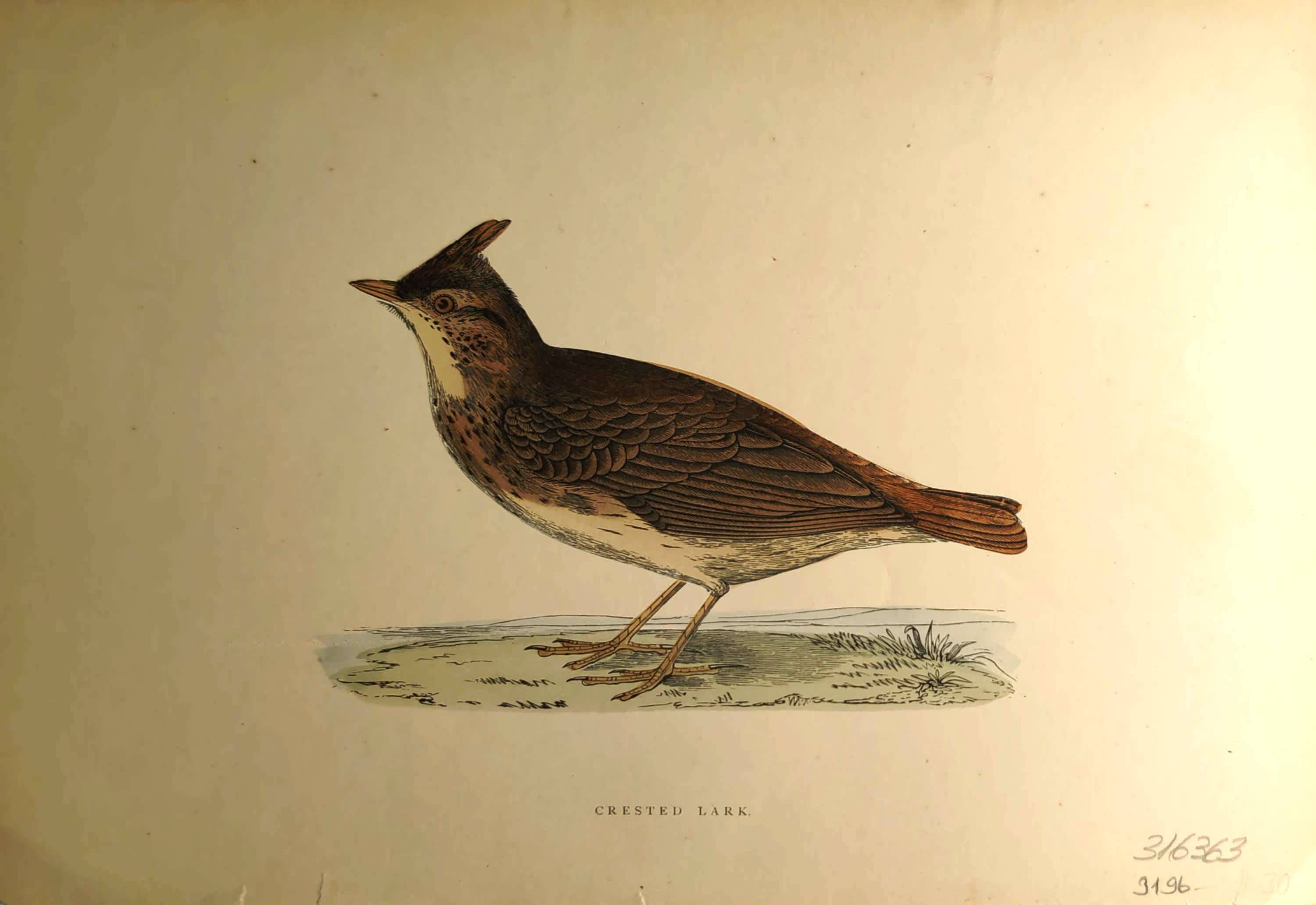 Kuşlar%20-%20%20Crested%20Lark,%201870%20tarihli%20orijinal%20gravür
