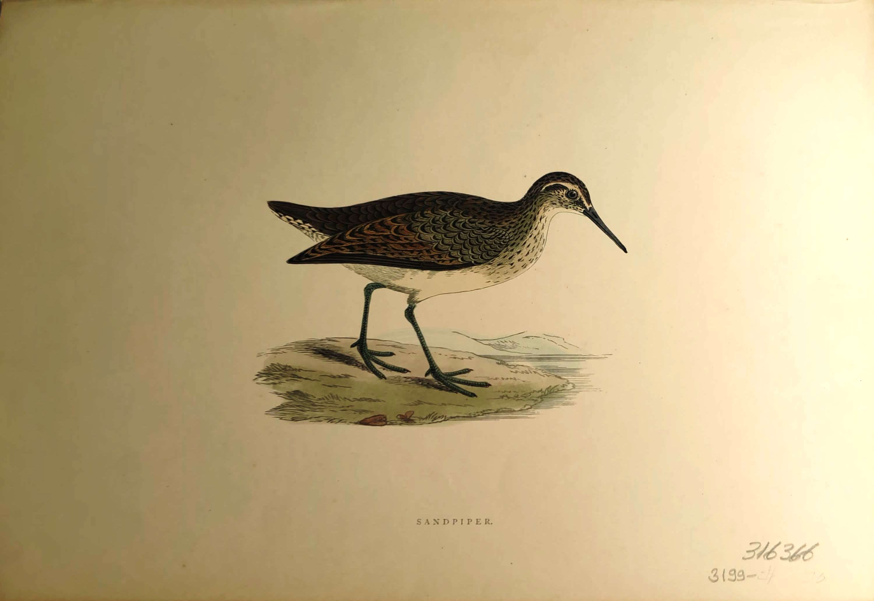 Kuşlar%20-%20%20Sandpiper,%201870%20tarihli%20orijinal%20gravür