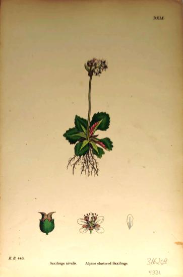 James Sowerby