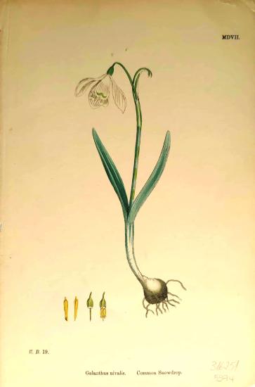 John Edward Sowerby
