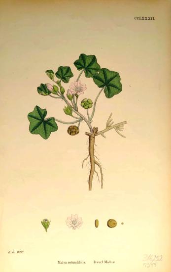 John Edward Sowerby