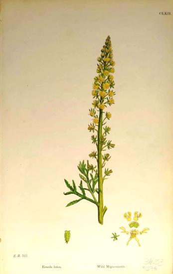 John Edward Sowerby