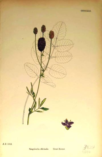 John Edward Sowerby