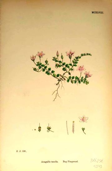 John Edward Sowerby