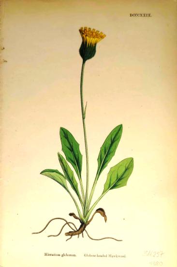 John Edward Sowerby