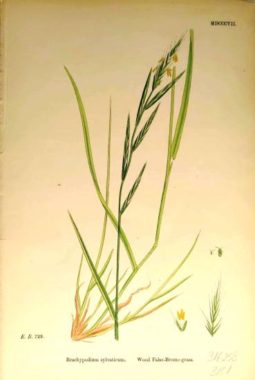 John Edward Sowerby