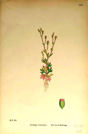 John Edward Sowerby