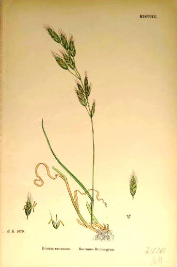 John Edward Sowerby