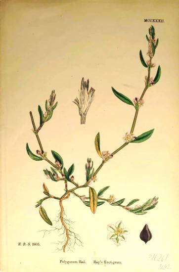 John Edward Sowerby