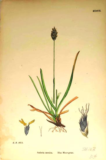 John Edward Sowerby
