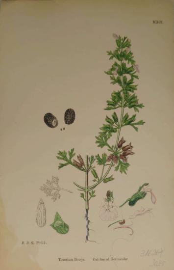 John Edward Sowerby