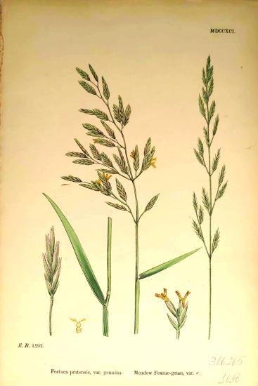 John Edward Sowerby