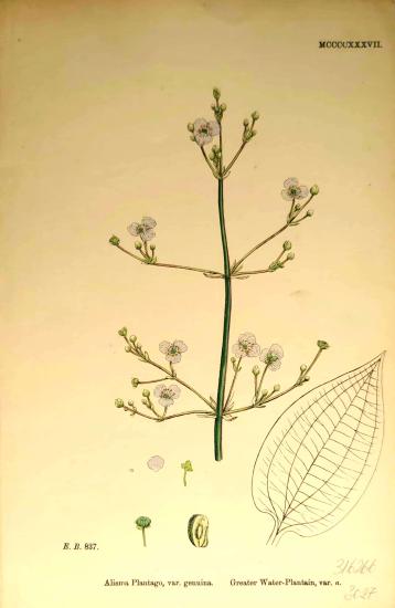John Edward Sowerby