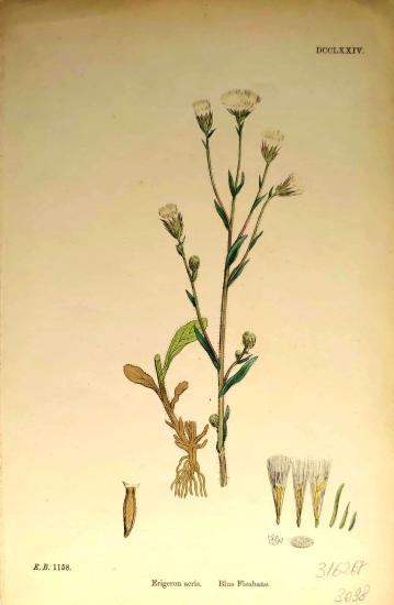 John Edward Sowerby
