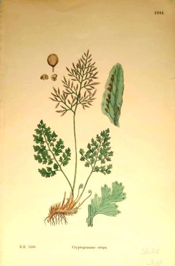 John Edward Sowerby