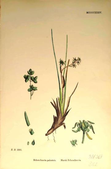 John Edward Sowerby