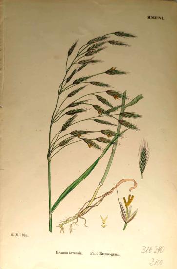 John Edward Sowerby