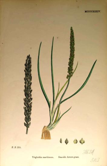 John Edward Sowerby