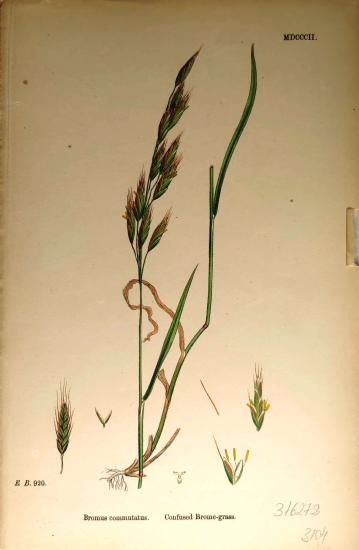 John Edward Sowerby