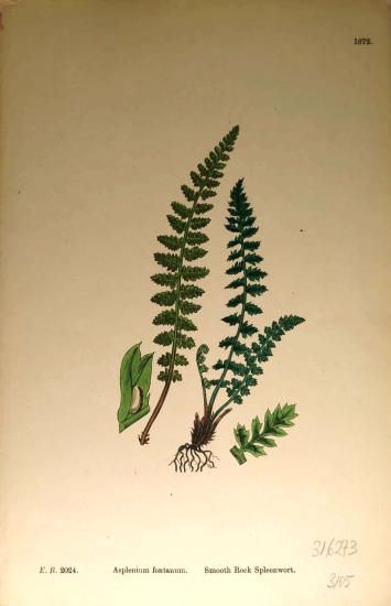 John Edward Sowerby