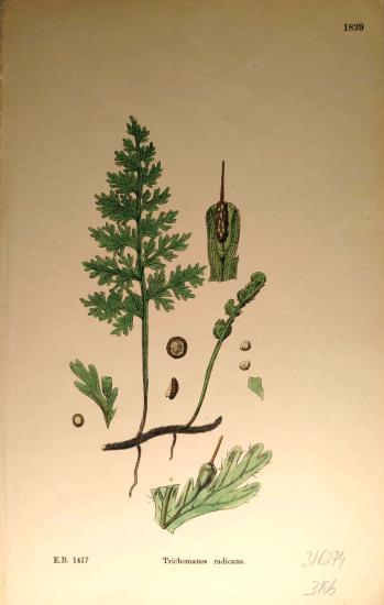 John Edward Sowerby