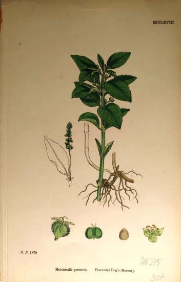 John Edward Sowerby