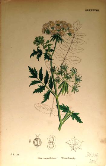 John Edward Sowerby