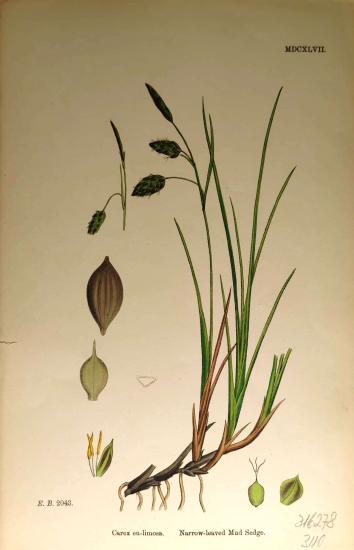 John Edward Sowerby