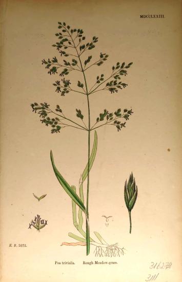 John Edward Sowerby