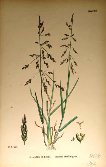 John Edward Sowerby
