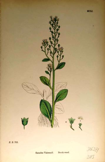 John Edward Sowerby