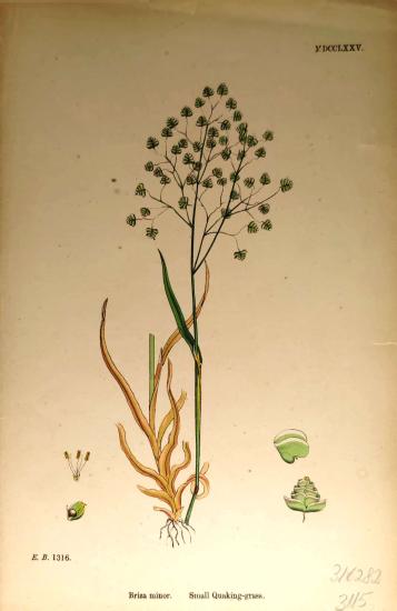 John Edward Sowerby