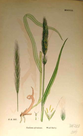 John Edward Sowerby