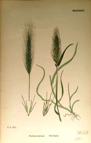 John Edward Sowerby