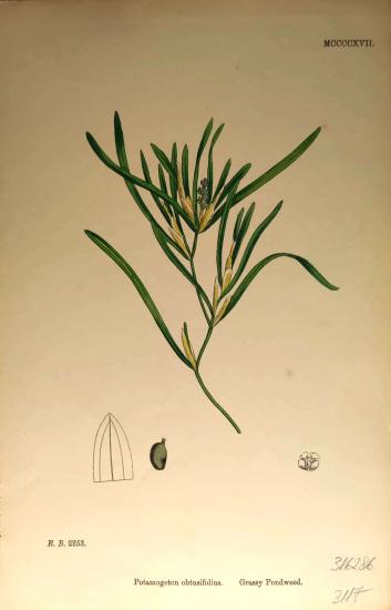 John Edward Sowerby
