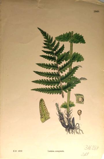 John Edward Sowerby