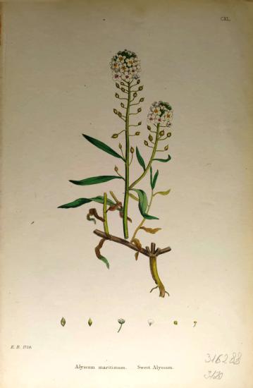 John Edward Sowerby