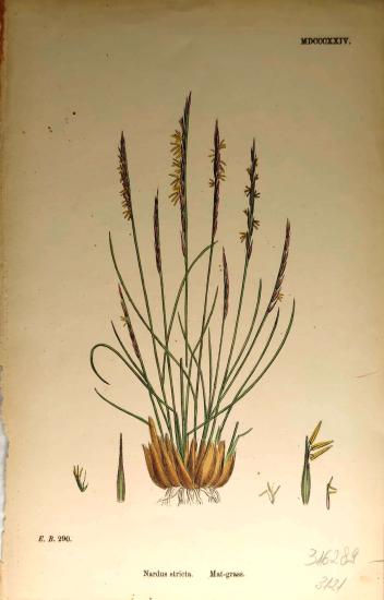 John Edward Sowerby
