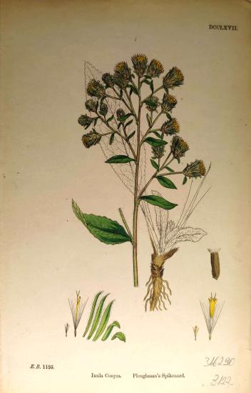 John Edward Sowerby