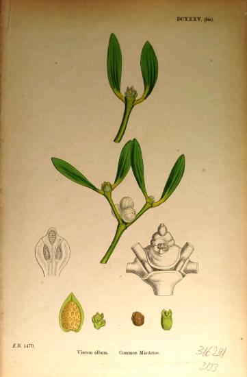 John Edward Sowerby