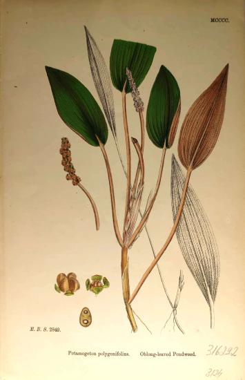John Edward Sowerby