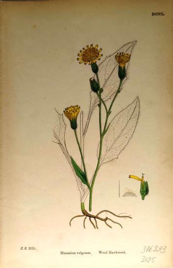 John Edward Sowerby